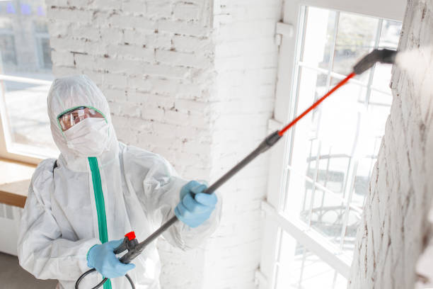 Best Attic Mold Removal  in Winter Beach, FL