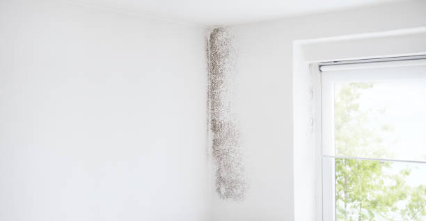 Best Post-Construction Mold Inspection  in Winter Beach, FL