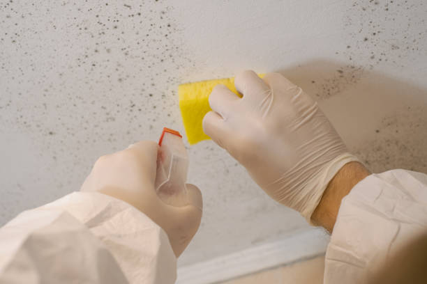 Best Industrial Mold Remediation  in Winter Beach, FL