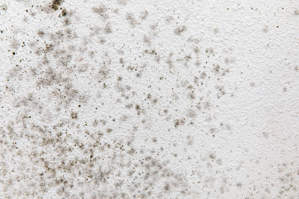 Best Water Damage & Mold Remediation  in Winter Beach, FL