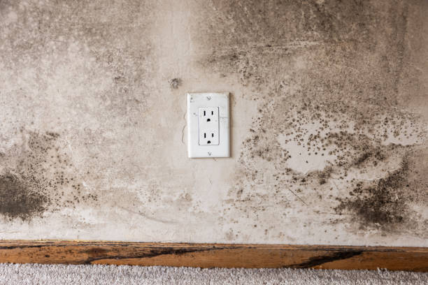 Best Real Estate Mold Inspection  in Winter Beach, FL