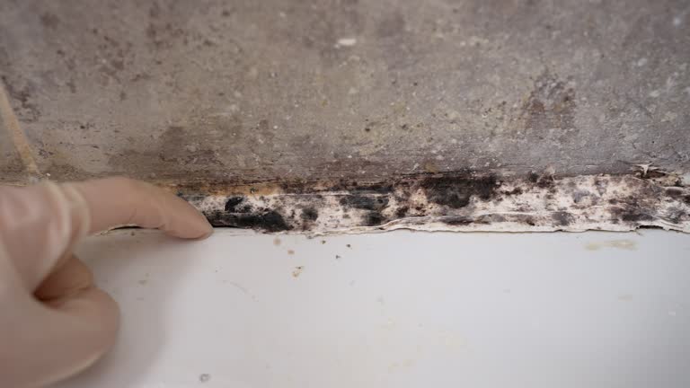 Best Mold Odor Removal Services  in Winter Beach, FL