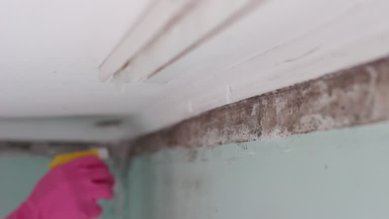 Best Dehumidification Services  in Winter Beach, FL